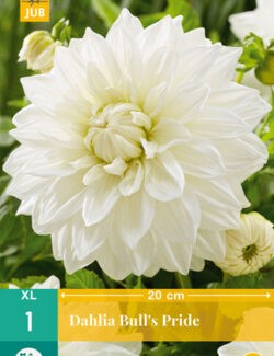 Dahlia Bull's Pride