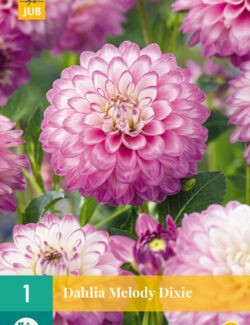 Dahlia Melody Dixie