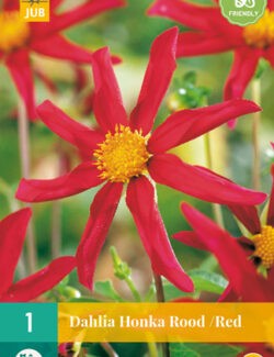 Dahlia Honka Red