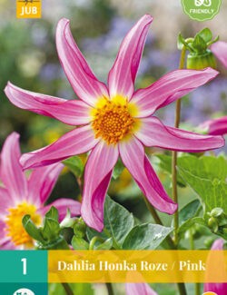 Dahlia Honka Pink