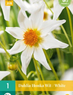 Dahlia Honka White