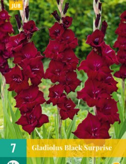 Gladiolus Black Surprise