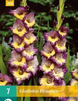 Gladiolus Dynamite