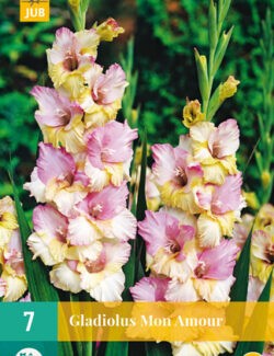 Gladiolus Mon Amour