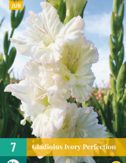 Gladiolus Ivory Perfection