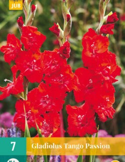 Gladiolus Tango Passion