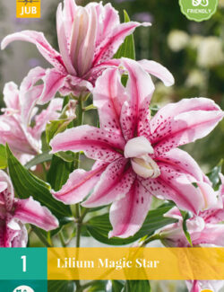 Lilium Magic Star