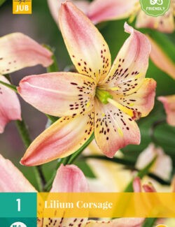 Lilium Corsage