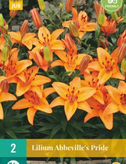 Lilium Abbeville's Pride