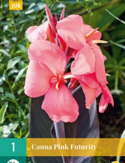 Canna Pink Futurity