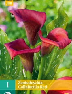 Zantedeschia Callafornia Red