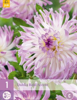 Dahlia Bold Accent