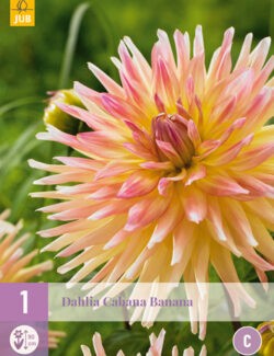 Dahlia Cabana Banana