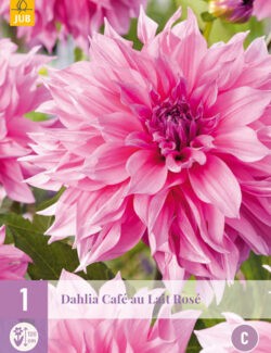 Dahlia Cafe au Lait Rose