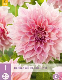 Dahlia Cafe au Lait Royal