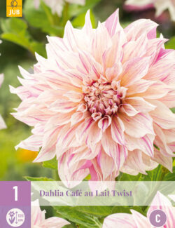 Dahlia Cafe au Lait Twist