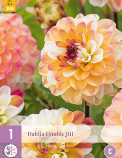 Dahlia Double Jill