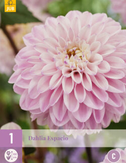 Dahlia Espacio