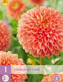 Dahlia Jowey Linda