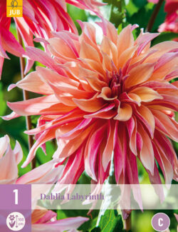 Dahlia Labyrinth