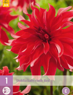 Dahlia Labyrinth Red