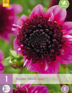 Dahlia Missis Amy