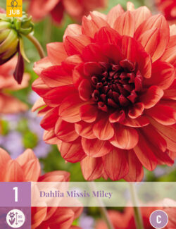 Dahlia Missis Miley