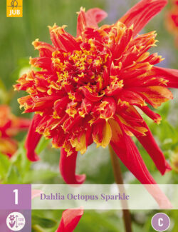 Dahlia Octopus Sparkle