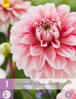 Dahlia Strawberry Cream