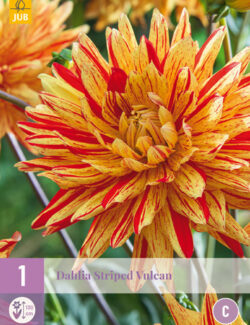 Dahlia Striped Vulcan