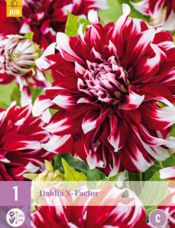 Dahlia X-Factor