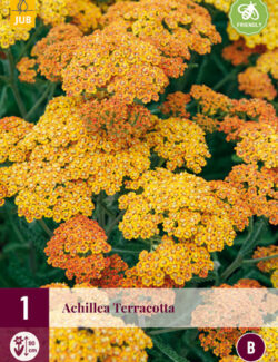 Achillea Terracotta