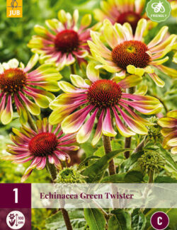 Echinacea Green Twister