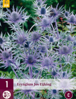 Eryngium Jos Eijking