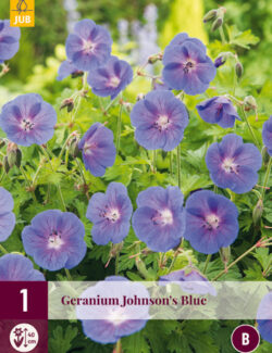 Geranium Johnson's Blue