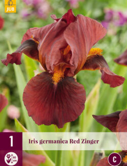 Iris germanica Red Zinger