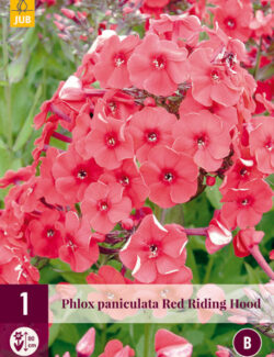 Phlox paniculata Red Riding Hood