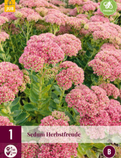 Sedum Herbstfreude