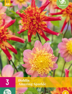 Dahlia Amazing Sparkle