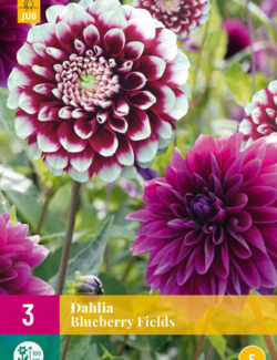 Dahlia Blueberry Fields