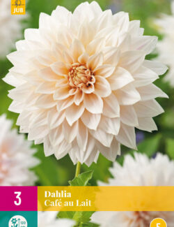 Dahlia Cafe au Lait