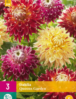 Dahlia Queens Garden