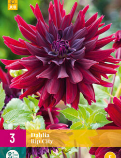 Dahlia Rip City