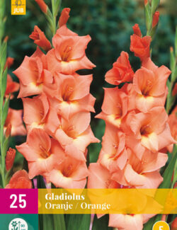 Gladiolus Orange