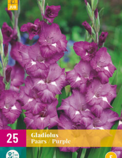 Gladiolus Purple