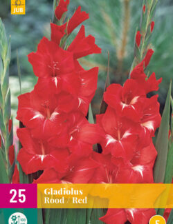 Gladiolus Red