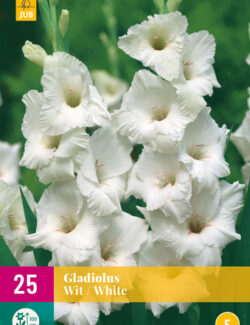 Gladiolus White