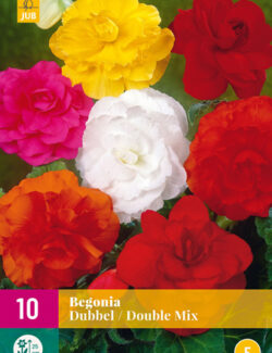 Begonia Double Mix