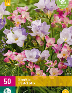 Freesia Pastel Mix