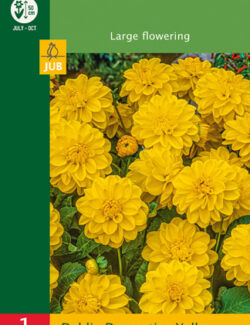 Dahlia Decorative Yellow